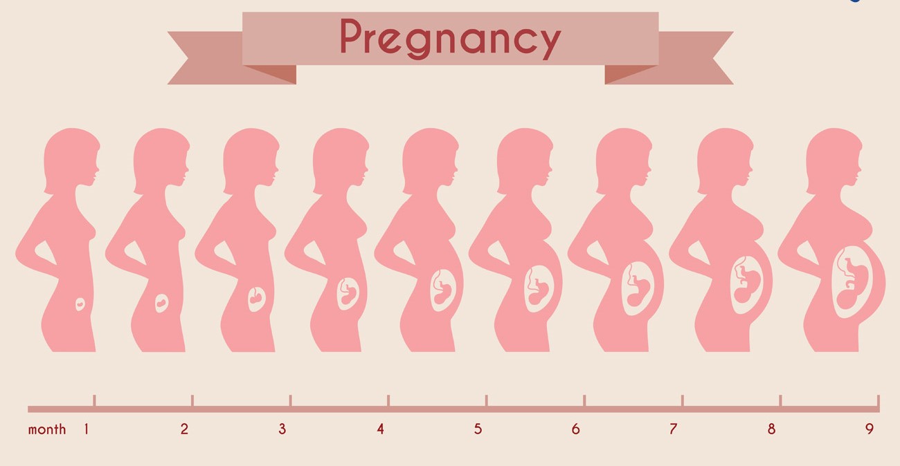 Monthly Changes In The Body And The Stages Of Fetal Development